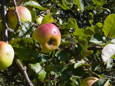 Edelborsdorfer_Frucht_600x600_78KB.jpg