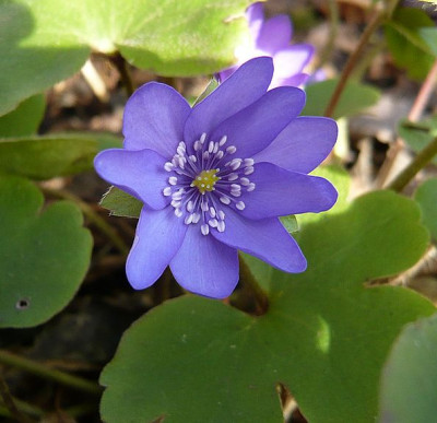Hepatica_transsylvanica_fars_2008.jpg