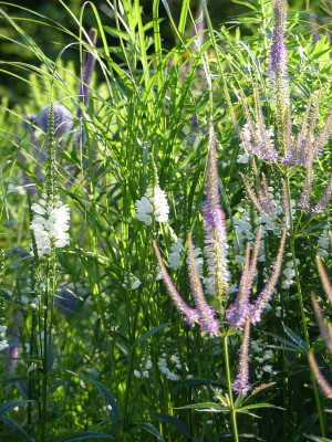 2021-07-20 Physostegia1.jpg