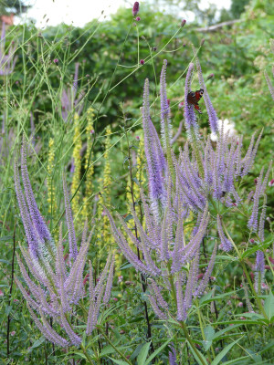 2021-07-18 Veronicastrum 'Fascination'.jpg