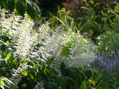2021-07-18 Aesculus parviflora 3.jpg