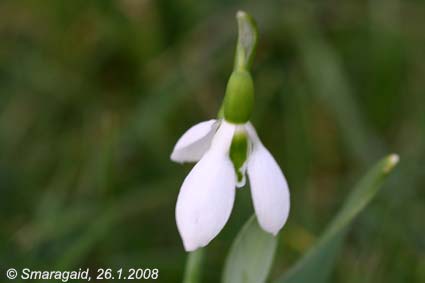 20080126-Schneegloecken_9736.jpg