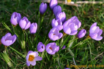 20080126-Krokus_9729.jpg