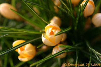20080126-Krokus_9732.jpg