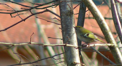 wintergoldhahnchen1.jpg