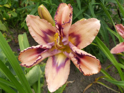 2021_0720JuliMitte0261.JPG