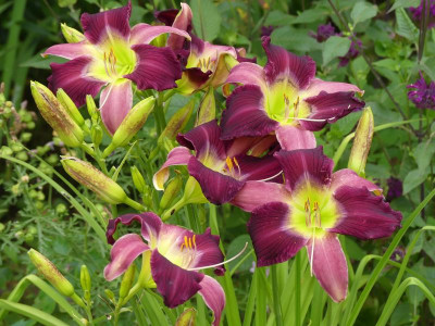 2021_0720JuliMitte0040.JPG