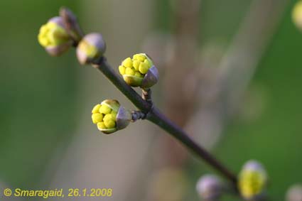 20080126-Herlitze_9740.jpg