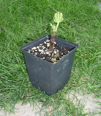 Panachee-Jan-juli.jpg
