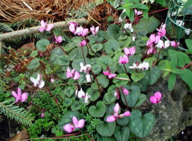 Cyclamen-_coum_Alpenveilchen.JPG