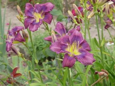 2021_0720JuliMitte0127.JPG