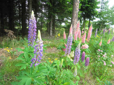 lupinen03.jpg