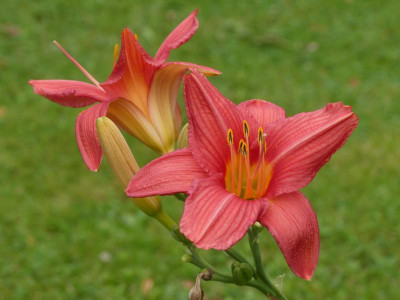 2021_0720JuliMitte0122.JPG