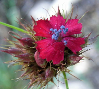 Dianthus_2_-Nelke-.JPG