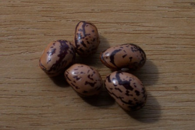 wrens_egg.jpg