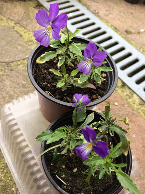2021-07-21 Viola corsica Stecki.JPG