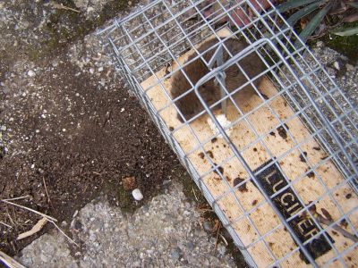 100_0874_komische_Maus_400.jpg
