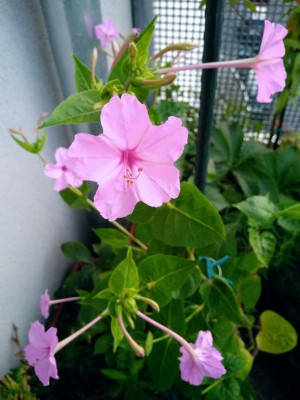 Mirabilis hybrida longiflora x jalapa F1.jpg