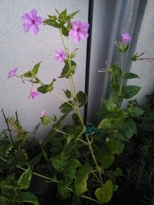 Mirabilis hybrida longiflora x jalapa F1 - 3.jpg