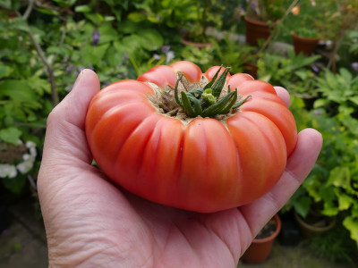 2021-07-21 Tomaten 'Tennessee Surprise'.jpg