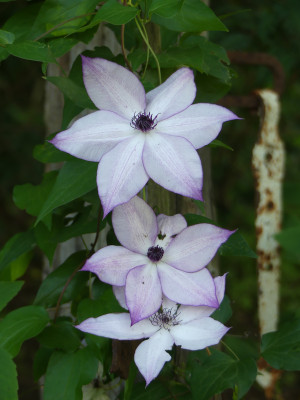 2021-07-20 Clematis 'Fond Memories'.jpg