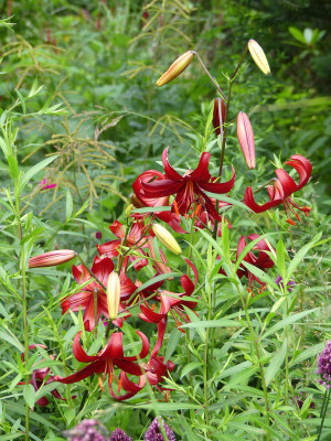 2021-07-21 Lilium 'Red Velvet'.jpg
