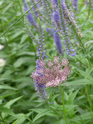 2021-07-21 Daucus carota 1.jpg