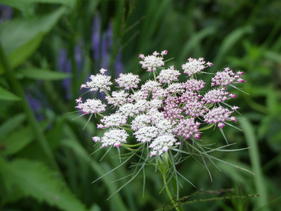 2021-07-21 Daucus carota 2.jpg