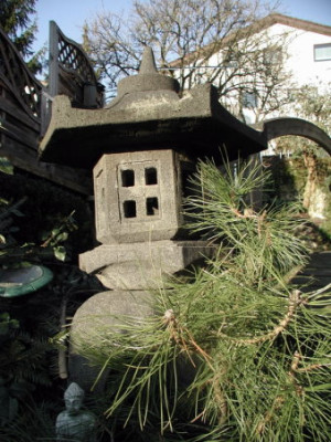 ostereichische-Schwarzkiefer.JPG