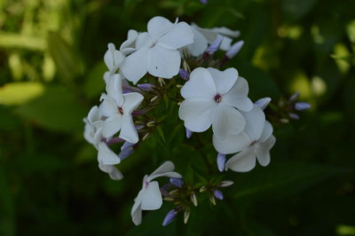 DSC_0053.JPG