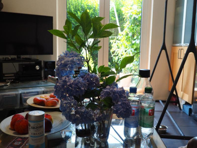 blaue Hortensien in Alvar Aalto P7220587.JPG