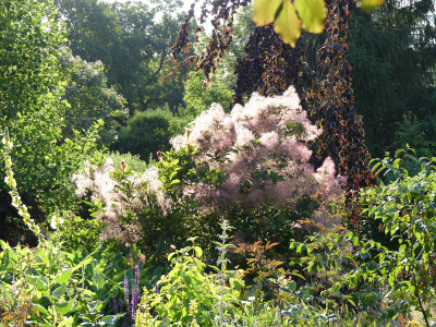 2021-07-20 Cotinus obovata.jpg