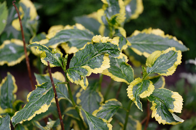 DSC_2481_DxO.jpg