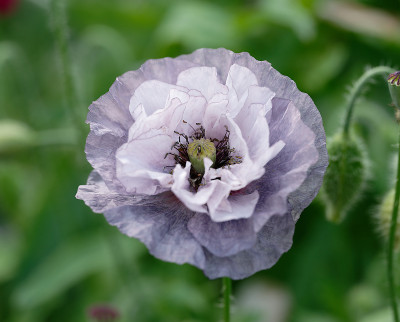 DSC_2476_DxO.jpg