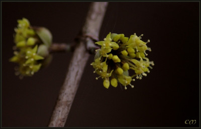 Cornus_MasBCD.jpg
