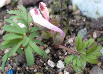 26.1.08._Corydalis_angustifolia_Georgian_White_.JPG