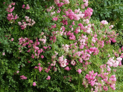 2021_0722PhloxJuliMittealteH0219.jpg