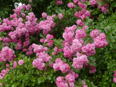 2021_0722PhloxJuliMittealteH0225.JPG