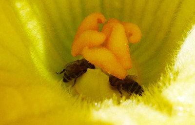 Kürbisblüte-2Bienen.jpg