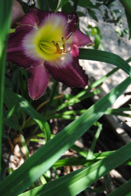 DSC_0653.JPG