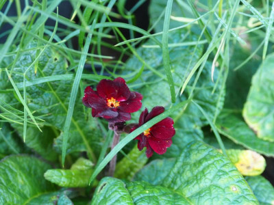 Primula Garnet Cowichan P7230589.JPG