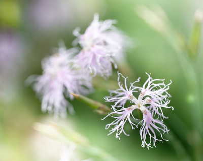 DSC_2451_DxO.jpg