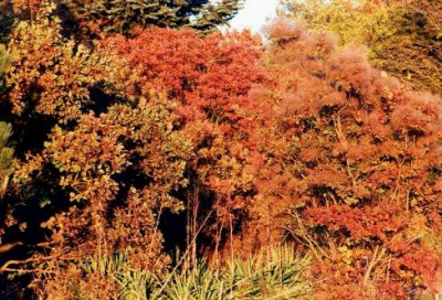 Cotinus_coggygria_im_OBBY_Herbst_klein.jpg
