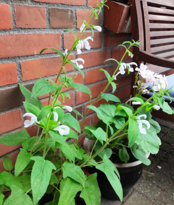 Salvia patens White Trophy.jpg