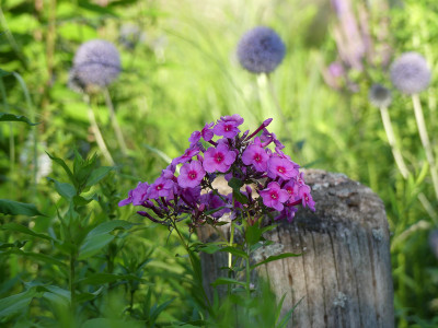 2021-07-20 Phlox 'Morfar Albert' 2.jpg