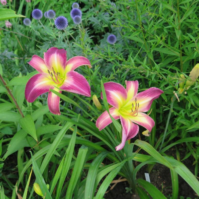 Boitzer Purple Rainbow.JPG