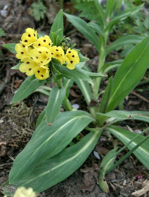 04210036_Arnebia_pulchra.JPG