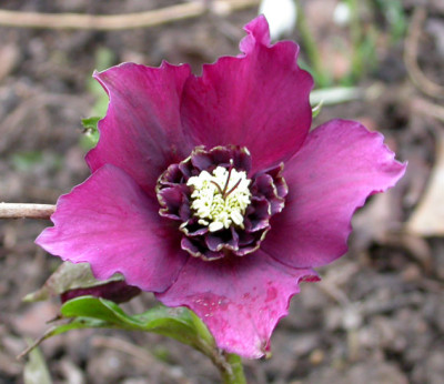 Helleborus_rot_anemone_geruscht.jpg