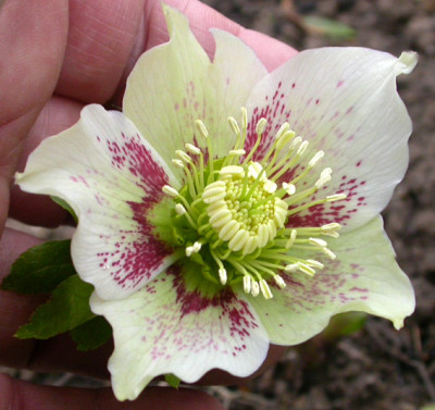 Helleborus_wei_guttatus_Stern.jpg