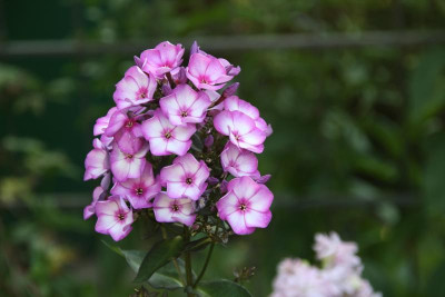 Phlox     0921.JPG